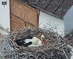 Capi_Dubne_20260504_135503.jpg