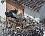Capi_Dubne_20260504_142002.jpg