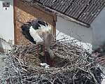 Capi_Dubne_20260504_142503.jpg