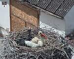 Capi_Dubne_20260504_143003.jpg