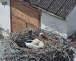 Capi_Dubne_20260504_144002.jpg