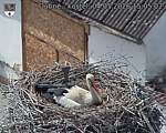 Capi_Dubne_20260504_150502.jpg
