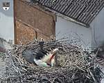 Capi_Dubne_20260504_151503.jpg