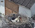 Capi_Dubne_20260504_152003.jpg