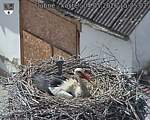 Capi_Dubne_20260504_152502.jpg