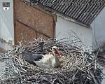 Capi_Dubne_20260504_155503.jpg