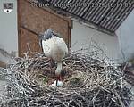 Capi_Dubne_20260504_161503.jpg
