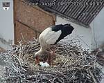 Capi_Dubne_20260504_164003.jpg