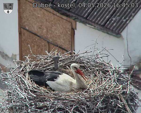 Capi_Dubne_20260504_164503.jpg (1350&nbsp;x&nbsp;1080)