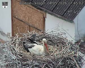 Capi_Dubne_20260504_174502.jpg (1350&nbsp;x&nbsp;1080)