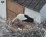 Capi_Dubne_20260504_175002.jpg