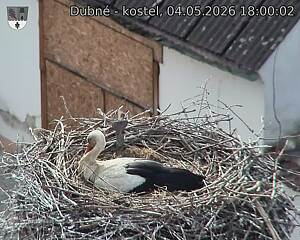 Capi_Dubne_20260504_180003.jpg (1350&nbsp;x&nbsp;1080)