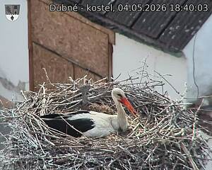 Capi_Dubne_20260504_184003.jpg (1350&nbsp;x&nbsp;1080)