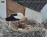 Capi_Dubne_20260504_185003.jpg