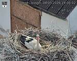 Capi_Dubne_20260504_190002.jpg
