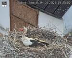 Capi_Dubne_20260504_192502.jpg