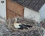 Capi_Dubne_20260504_193502.jpg