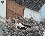 Capi_Dubne_20260504_194503.jpg