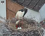 Capi_Dubne_20260504_195502.jpg