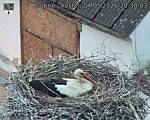 Capi_Dubne_20260504_203003.jpg