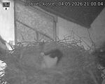 Capi_Dubne_20260504_210004.jpg