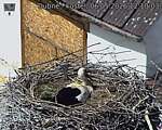 Capi_Dubne_20260506_121003.jpg