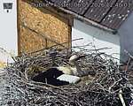 Capi_Dubne_20260506_124003.jpg