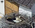 Capi_Dubne_20260506_125003.jpg