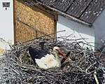 Capi_Dubne_20260506_125503.jpg