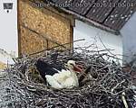 Capi_Dubne_20260506_130004.jpg