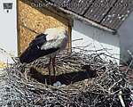 Capi_Dubne_20260506_130503.jpg
