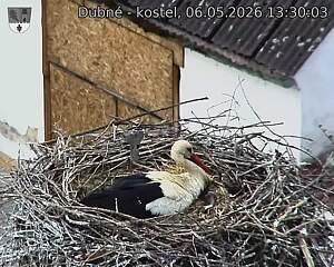 Capi_Dubne_20260506_133003.jpg (1350&nbsp;x&nbsp;1080)