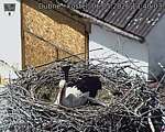 Capi_Dubne_20260506_134003.jpg