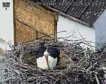 Capi_Dubne_20260506_142003.jpg