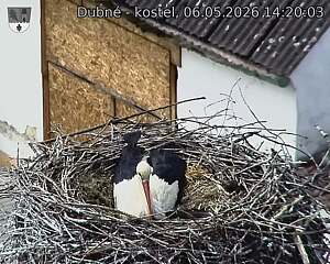 Capi_Dubne_20260506_142003.jpg (1350&nbsp;x&nbsp;1080)