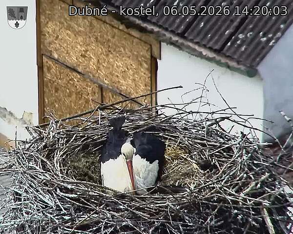 Capi_Dubne_20260506_142003.jpg (1350&nbsp;x&nbsp;1080)