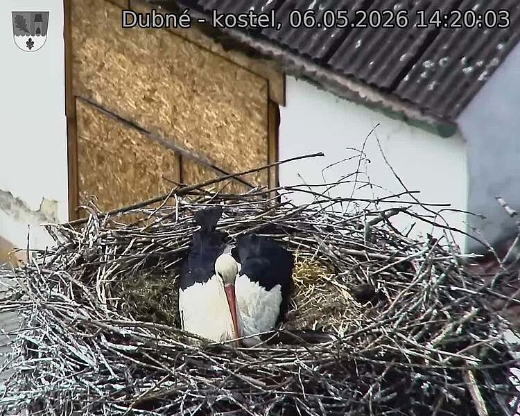 Capi_Dubne_20260506_142003.jpg (1350&nbsp;x&nbsp;1080)