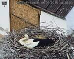 Capi_Dubne_20260506_143003.jpg