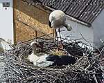 Capi_Dubne_20260506_144003.jpg