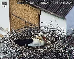 Capi_Dubne_20260506_145004.jpg (1350&nbsp;x&nbsp;1080)