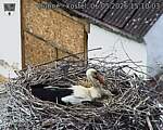 Capi_Dubne_20260506_151003.jpg