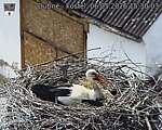 Capi_Dubne_20260506_153003.jpg