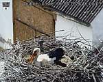 Capi_Dubne_20260506_160003.jpg