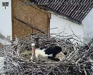 Capi_Dubne_20260506_161003.jpg (1350&nbsp;x&nbsp;1080)