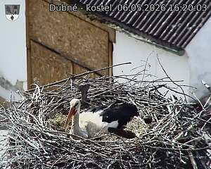 Capi_Dubne_20260506_162003.jpg (1350&nbsp;x&nbsp;1080)
