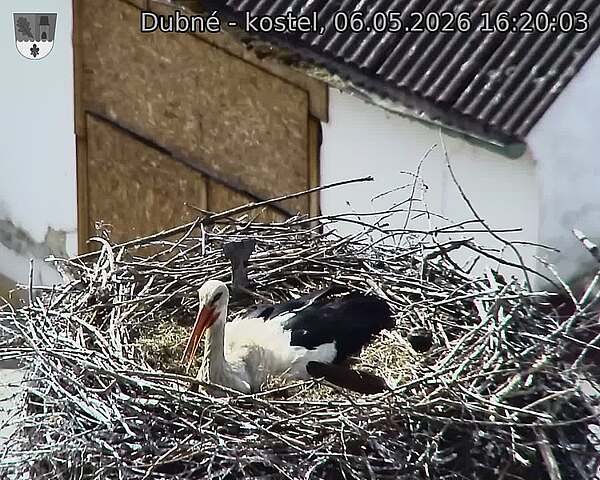 Capi_Dubne_20260506_162003.jpg (1350&nbsp;x&nbsp;1080)
