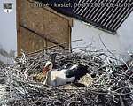 Capi_Dubne_20260506_164002.jpg