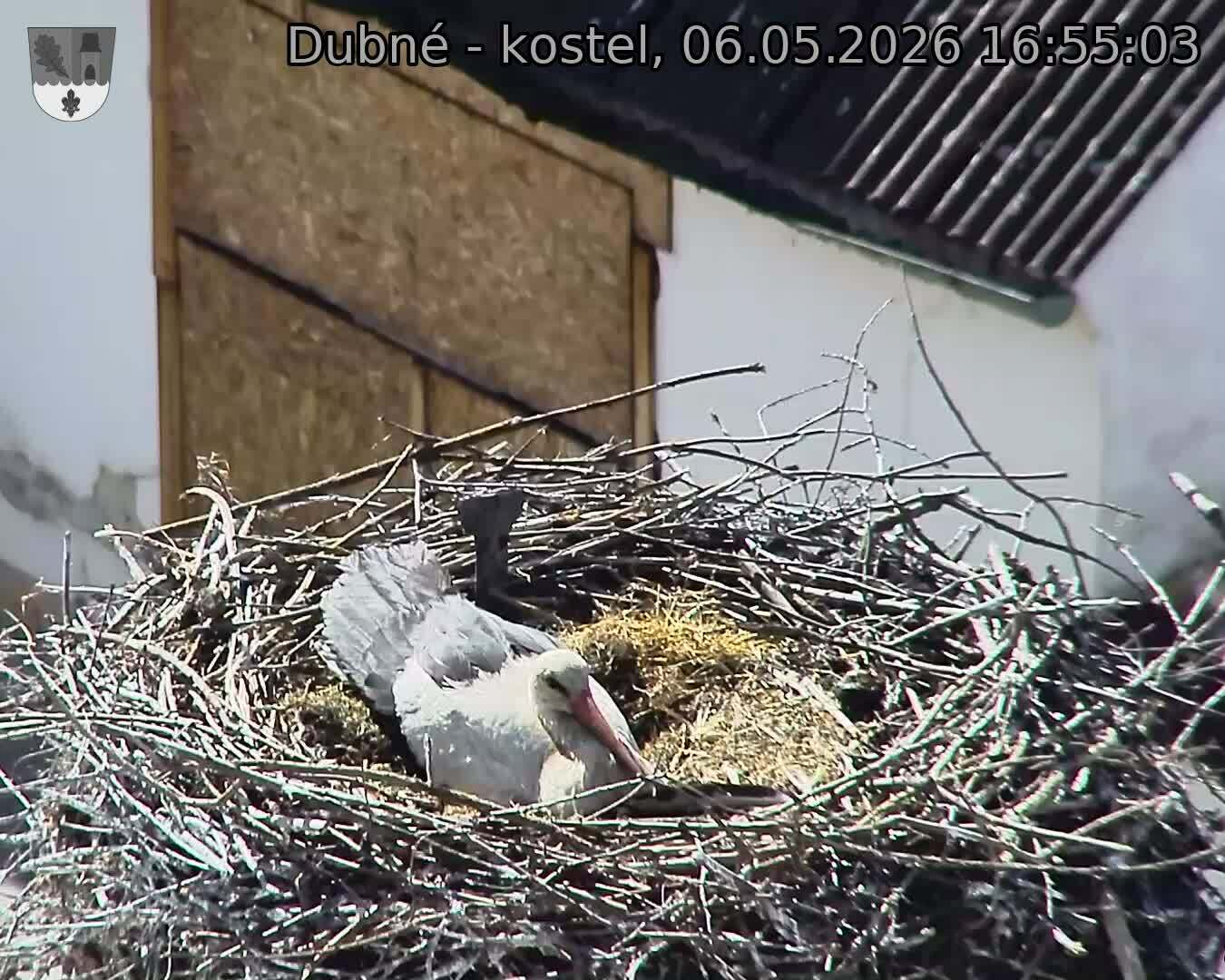 Capi_Dubne_20260506_165503.jpg (1350&nbsp;x&nbsp;1080)