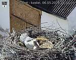 Capi_Dubne_20260506_165503.jpg