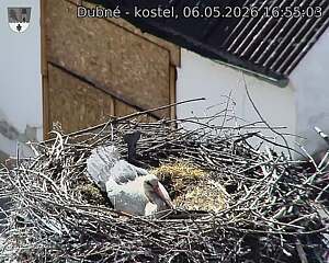 Capi_Dubne_20260506_165503.jpg (1350&nbsp;x&nbsp;1080)